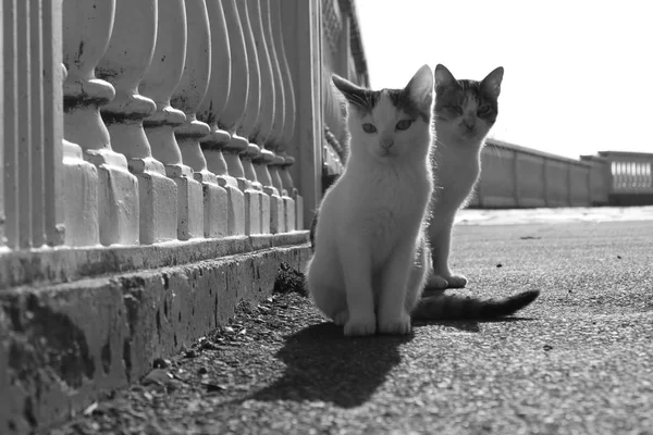 Dois Gatinhos Leves Estão Sentados Parque Sombra Gatinho Exibida — Fotografia de Stock