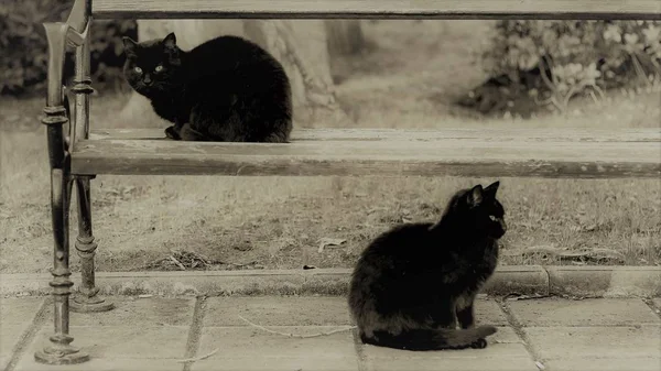 黒と白の写真 匹の猫は公園で ベンチやその他の それの下で別の方向を見て座っています — ストック写真