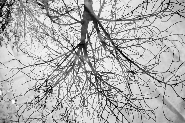 Reflection Tree Leaves Transparent Puddle — Stock Photo, Image