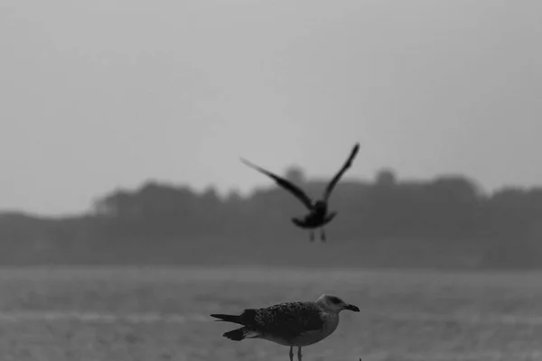 Gaivota Está Voando Sobre Mar Segundo Está Sentado — Fotografia de Stock