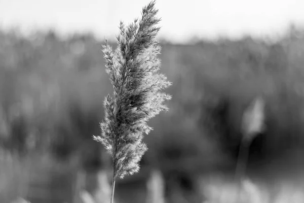 Photo Noir Blanc Une Plante Solitaire Sur Champ Agricole Automne — Photo