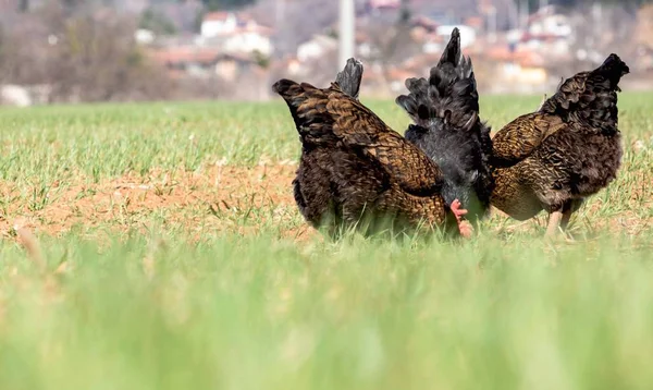 cute chicken\'s backs, three hens are grazing in the green field, pecking grain, countryside, Bulgaria