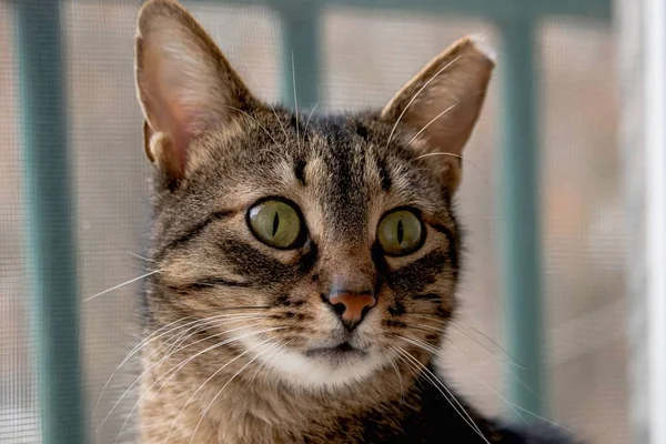Närbild Ensam Katt Med Stora Gröna Ögon Tjocka Polisongar Sitter — Stockfoto