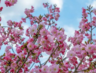 yakın bahar parlak güzel pembe Japon çiçekleri, arka planda mavi gökyüzü ve beyaz bulutlar, Bulgaristan