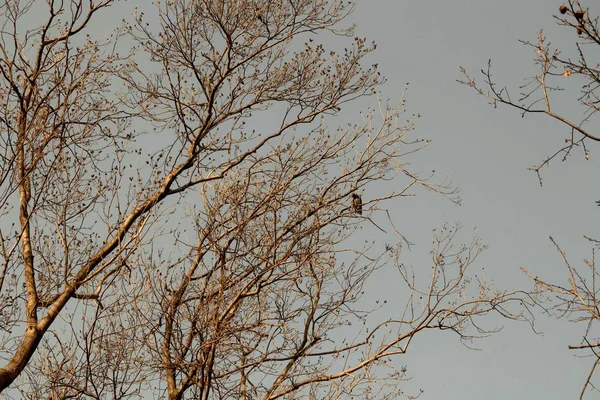 高大的光秃秃的树木金色的金色和阴沉的灰色天空 一个孤独的喜羊羊坐在树的顶部 保加利亚 — 图库照片