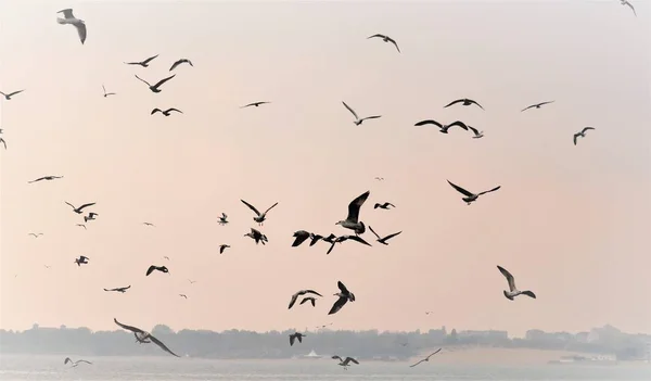 Natureza Marinha Rebanho Gaivotas Voando Sobre Mar Busca Peixes Uma — Fotografia de Stock