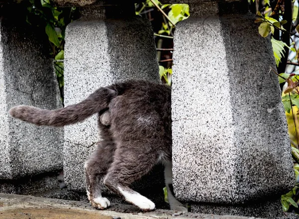 Foto Engraçada Gato Que Joga Esconde Doente Escondido Entre Pilares — Fotografia de Stock