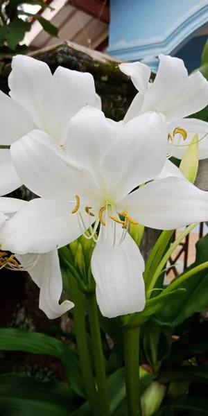Biały Kwiat Liść Piękna — Zdjęcie stockowe