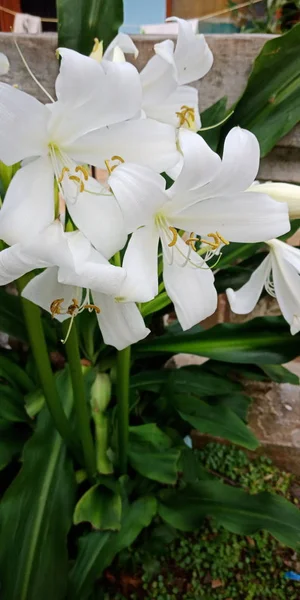 Flor Blanca Leaft Verde — Foto de Stock