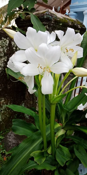 Biały Kwiat Liść Piękna — Zdjęcie stockowe