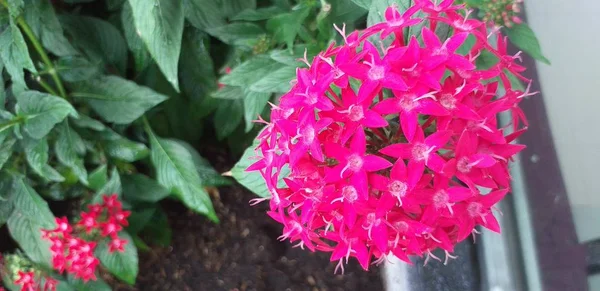 Flor Rosa Hoja Verde — Foto de Stock