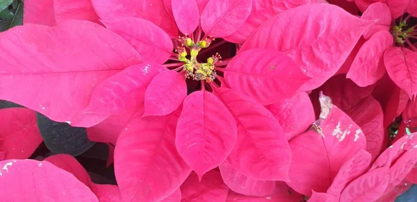 Różowy Liść Żółty Pędy — Zdjęcie stockowe