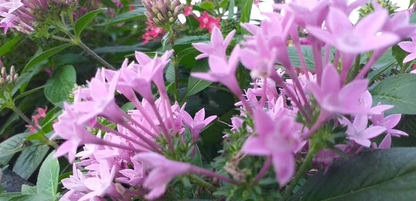 紫花和绿叶 — 图库照片