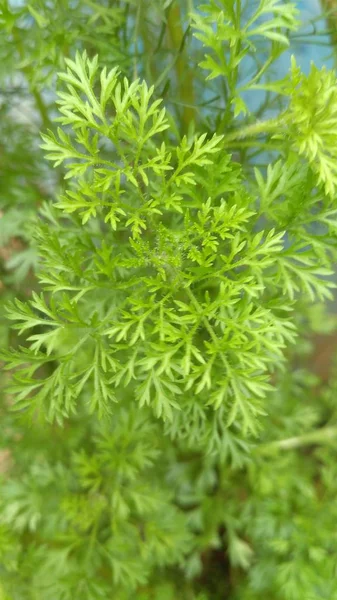 Foglia Verde Giardino — Foto Stock