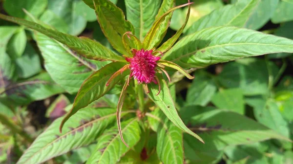 Rode Bloem Groen Blad — Stockfoto