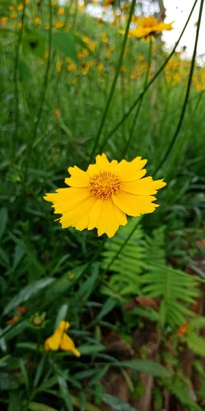 Deposite Żółty Kwiat Zielony Liść — Zdjęcie stockowe