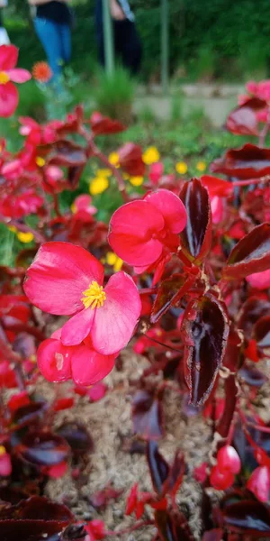 Deposite Beleza Flor Vermelha — Fotografia de Stock