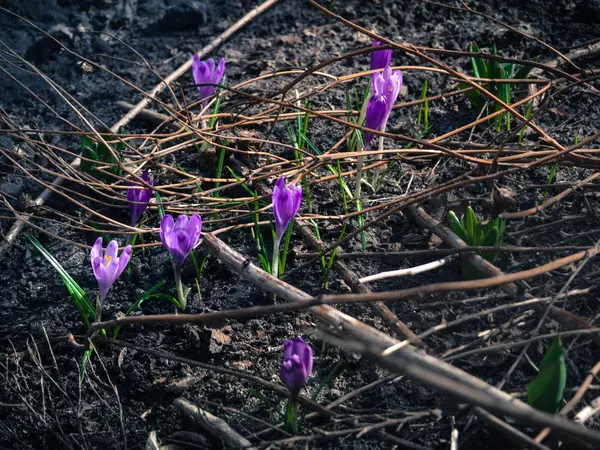 Crocus Violets Sur Sol — Photo