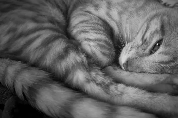 Portrait Noir Blanc Chaton Endormi — Photo