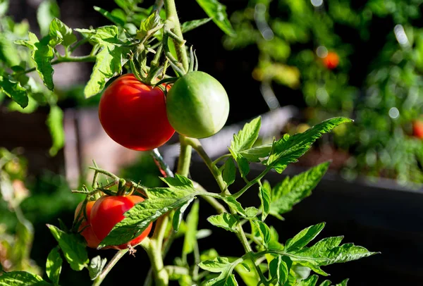 Bahçede taze domatesler — Stok fotoğraf