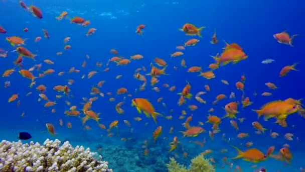 Pesci Marini Subacquei Tropicali Barriera Corallina Sottomarina Marina Barriera Corallina — Video Stock