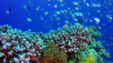 Güzel sualtı Colorful resif balıklar. Sualtı balık resif deniz mavi-yeşil papaz balığı (papaz balığı viridis). Tropikal renkli sualtı deniz manzarası. Sualtı resifi. Resif mercan sahnesi. Coral Garden tropikal deniz manzarası. Renkli tropikal deniz mercan resifi