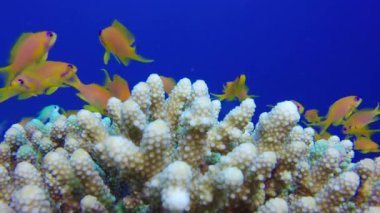 Mavi su arka plan Ile renkli ölçek-Fin anthias. Sualtı deniz balığı. Tropikal resif denizcisi. Renkli sualtı deniz manzarası. Yumuşak sert mercanlar deniz manzarası. Resif mercan sahnesi. Mercan Bahçesi. Sualtı ambiyansı mercan resifleri.