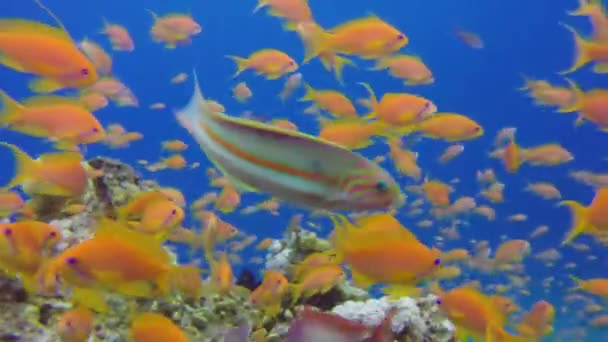 Mooie Onderwater Close Kleurrijke Vissen Tropische Onderwater Zee Vissen Onderwater — Stockvideo