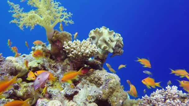 Красивые Подводные Красочные Кораллы Рыбы Тропические Подводные Морские Рыбы Подводный — стоковое видео
