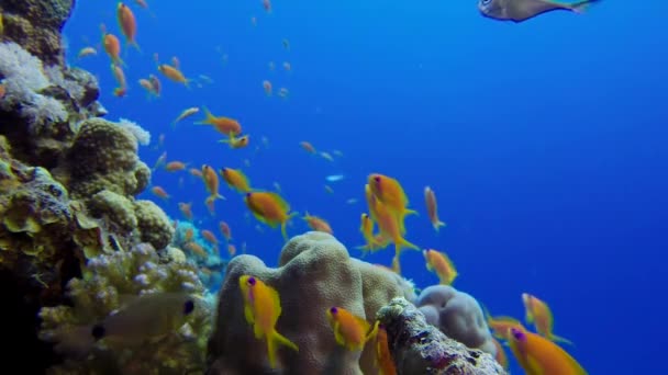 Lindos Corais Peixes Coloridos Subaquáticos Peixes Subaquáticos Tropicais Recifes Peixes — Vídeo de Stock