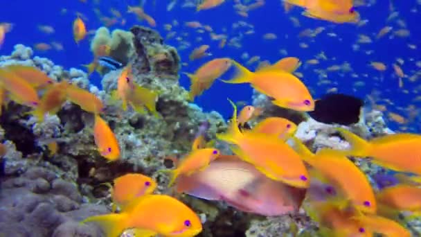 美しい水中カラフルな熱帯魚 水中の海魚 トロピカルリーフマリン カラフルな水中海 ソフトハードコーラル海景 サンゴ礁のサンゴのシーン コーラルガーデン 水中の雰囲気のサンゴ礁 — ストック動画