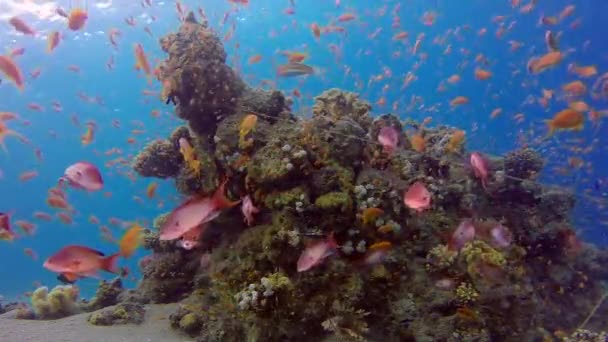Krásný Podmořský Korálový Útes Tropické Barevné Rybky Podmořské Ryby Mariňák — Stock video