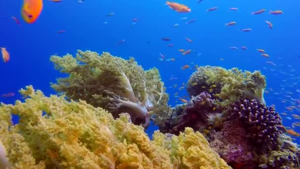 Błękitne Tło Morskie Kolorowymi Tropikalnymi Fishes Podwodne Tropikalne Kolorowe Miękkie — Wideo stockowe