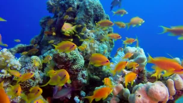 カラフルな魚 熱帯水中魚 カラフルなトロピカルサンゴ礁 シーンリーフ 海洋生物 シーワールド 水中魚リーフマリン 熱帯のカラフルな水中海景 水中フィッシュガーデンリーフ サンゴ礁のサンゴのシーン — ストック動画