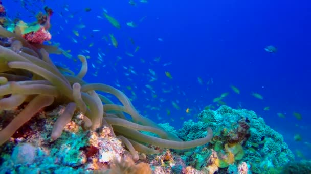 水中海アネモネのカラフルなピエロ魚 水中の熱帯のカラフルなピエロ Amphiprion Bicinctus と海のアネモネ 水中魚リーフマリン 熱帯のカラフルな水中海景 サンゴ礁のサンゴのシーン コーラルガーデン海景 カラフルな — ストック動画