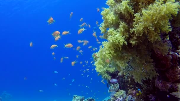 Peixes Coloridos Com Fundo Água Azul Paisagem Peixes Corais Suaves — Vídeo de Stock