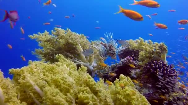 Colorful Tropical Fishes Lion Fish Broccoli Coral Underwater Fish Reef — Stock Video