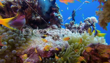 Sualtı renkli tropikal balıklar ile palyaço-balık. Sualtı tropikal renkli palyaço-balık (Amphiprion bicinctus) ve deniz Anemones. Sualtı balık resif deniz. Tropikal renkli sualtı deniz manzarası. Resif mercan sahnesi. Coral Bahçe deniz manzarası.