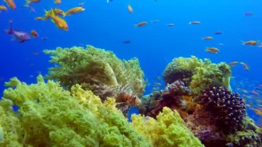 Aslan ile Tropikal Balıklar-balık ve brokoli. Sualtı tropikal renkli yumuşak sert mercanlar brokoli mercan (Litophyton arboreum). Sualtı balık resif deniz. Tropikal renkli sualtı deniz manzarası. Resif mercan sahnesi. Coral Bahçe deniz manzarası. 