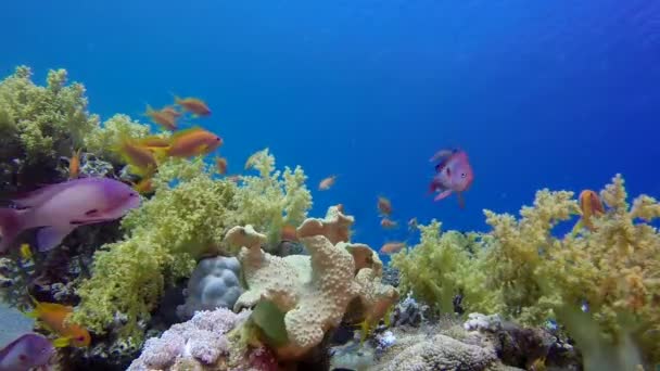 Barevný Pod Vodou Šťastné Tropické Ryby Podmořské Tropické Barevné Korály — Stock video