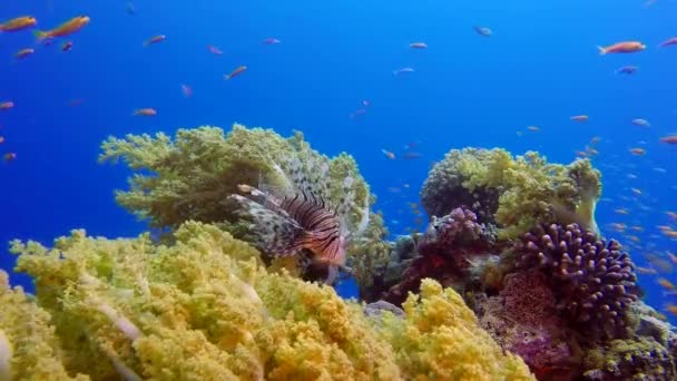 Pesci Tropicali Colorati Con Pesce Leone Broccoli Pesci Tropicali Sottomarini — Video Stock