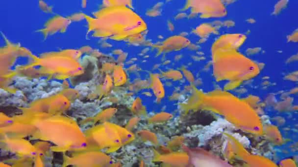 Poissons Tropicaux Heureux Colorés Sous Marins Poisson Mer Coloré Sous — Video