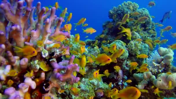 Cena Subaquática Colorida Peixe Palhaço Peixe Palhaço Colorido Tropical Subaquático — Vídeo de Stock