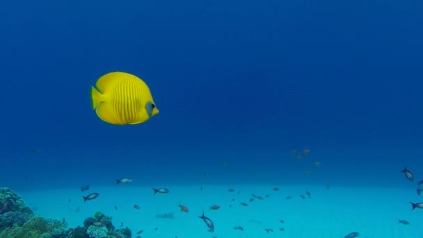 Pesce Tropicale Colorato Subacqueo Pesce Farfalla Guancia Blu Pesci Farfalla — Video Stock