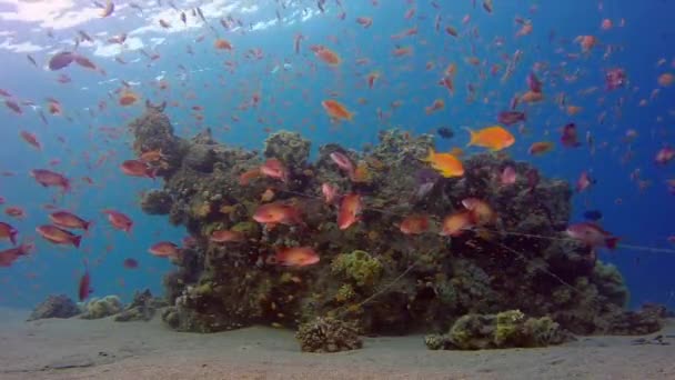 水下五颜六色的热带鱼类 热带海底海鱼 水下鱼礁船 热带多彩的水下海景 水下暗礁 珊瑚礁珊瑚场景 珊瑚花园海景 五颜六色的热带珊瑚礁 — 图库视频影像