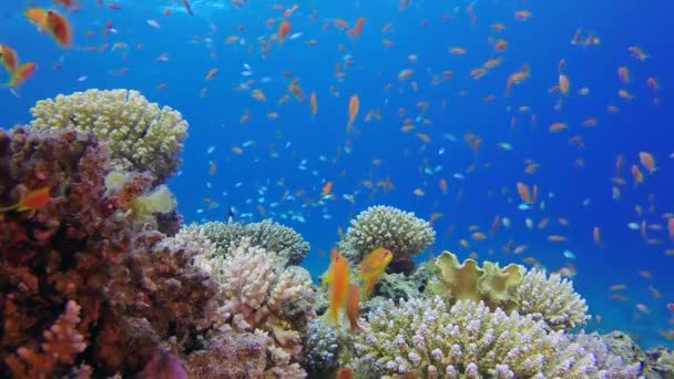 Underwater Colorful Tropical Fishes Beautiful Corals Tropical Underwater Sea Fish — Stock Video