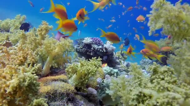 Underwater Colorful Tropical Fishes Beautiful Corals Underwater Colorful Sea Fish — Stock Video