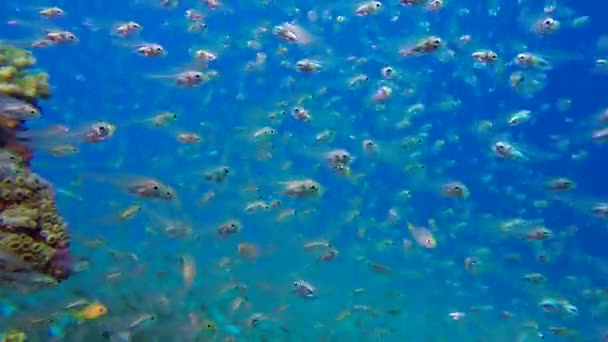 Υποβρύχιος Πολύχρωμος Τροπικός Ύφαλος Και Γυαλί Ψάρι Υποβρύχια Τροπικά Ψάρια — Αρχείο Βίντεο
