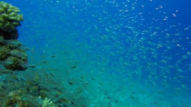 Submarino Colorido Arrecife Tropical Glass Fish Barredoras Peces Tropicales Submarinos — Vídeos de Stock