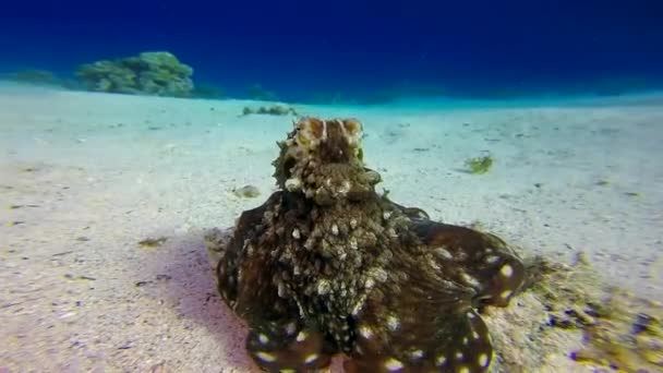 Podwodne Ośmiornice Podwodne Tropikalne Duże Czerwone Ośmiornice Octopus Cyanea Podwodne — Wideo stockowe